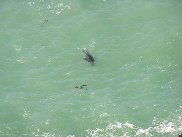 The Catlins Coast 026.jpg